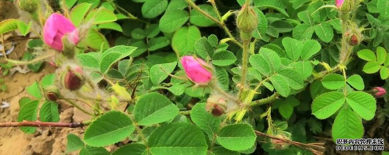 玫瑰花桿栽植要點(diǎn)，附繁殖方式