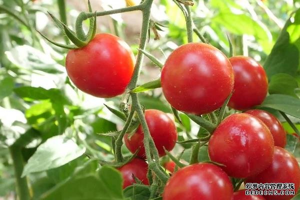西紅柿筋腐病防治技巧，附發(fā)病原因