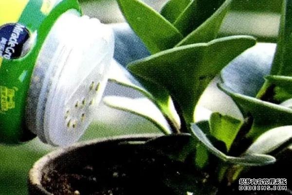 花卉施肥方法，不同種類對肥料的要求不同