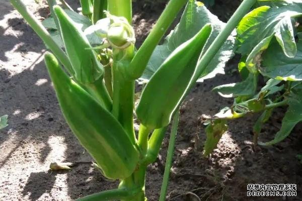 盆栽黃秋葵種植技術(shù)，花盆越寬大越好