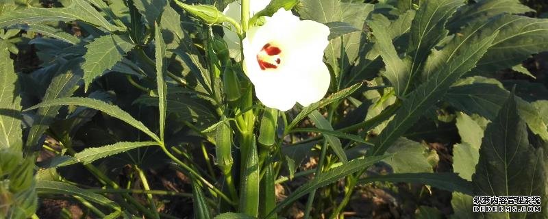 盆栽黃秋葵種植技術(shù)，花盆越寬大越好