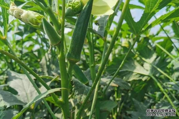 盆栽黃秋葵種植技術(shù)，花盆越寬大越好