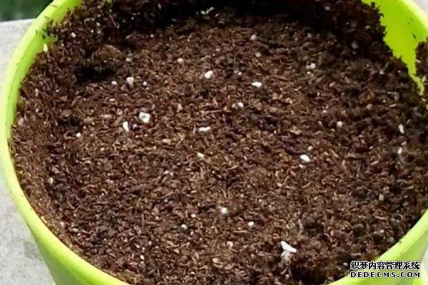 盆栽黃秋葵種植技術(shù)，花盆越寬大越好