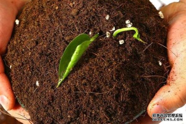 盆栽黃秋葵種植技術(shù)，花盆越寬大越好