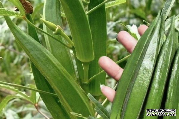 盆栽黃秋葵種植技術(shù)，花盆越寬大越好