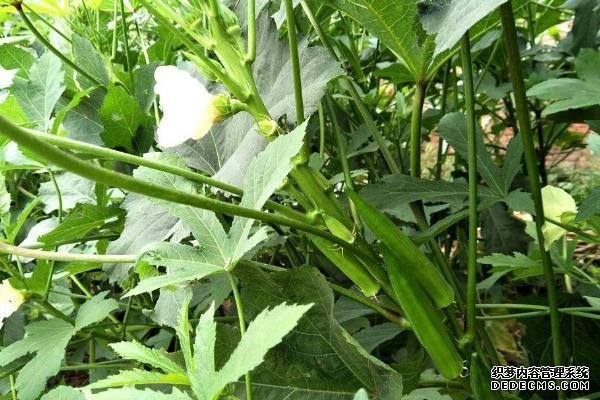 盆栽黃秋葵種植技術(shù)，花盆越寬大越好
