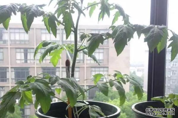 盆栽黃秋葵種植技術(shù)，花盆越寬大越好