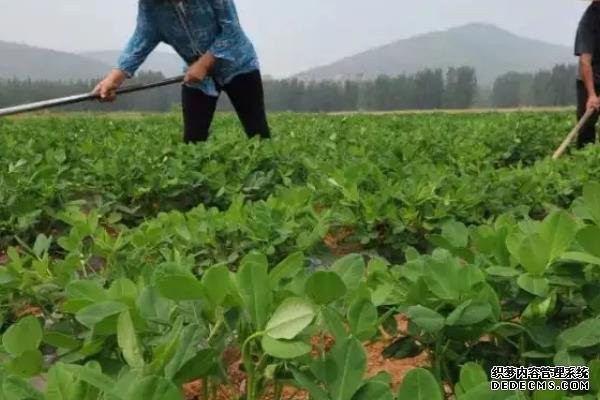 花生何時(shí)打三遍藥，附花生基本介紹